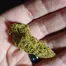 Patient Image of Aurora® Pedanios LA T24 L.A. Confidential Medical Cannabis