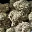 Patient Image of Black Kettle Farms GUSH T25 Gushers Medical Cannabis