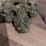 Patient Image of Glass Pharms® BB T9:C11 Blackberry Balanced Medical Cannabis