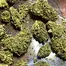 Patient Image of Lumir® WT2 T21 Wild Thailand Medical Cannabis