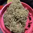 Patient Image of Common Roots MW T25 Maui Wowie Medical Cannabis
