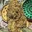 Patient Image of Mystery Mountain™ STN LHZ T29 Seatown Lemon Haze Medical Cannabis
