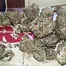 Patient Image of Grow® Pharma LAS T22 L.A. S.A.G.E. Medical Cannabis