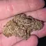 Patient Image of 4C Labs Premium ATD T29 Alaskan Thunder Medical Cannabis