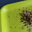 Patient Image of Four GFG T24 Grapefruit Gift Medical Cannabis