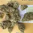 Patient Image of Huala AMS T24 Alien Mints Medical Cannabis