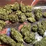 Patient Image of Lumir® WT2 T21 Wild Thailand Medical Cannabis