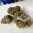 Patient Image of Adven® EMT-3 T20 Glory Glue Medical Cannabis