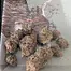 Patient Image of Phant INSX T20 Intersteller Medical Cannabis