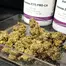 Patient Image of Aurora® Pedanios FRG T27 Farm Gas Medical Cannabis