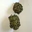 Patient Image of Noidecs T5:C7 Balanced Kush Medical Cannabis