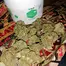 Patient Image of Khiron HK T20 Hindu Kush Medical Cannabis