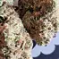 Patient Image of DOE Medical BRITZ T27 Britz Medical Cannabis