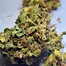 Patient Image of Aurora® Pedanios T22 Ghost Train Haze Medical Cannabis