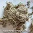 Patient Image of Kasa Verde WCK T29 White Cookies Medical Cannabis