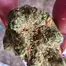 Patient Image of Phant SGU Smalls T22 Strawberry Guava Medical Cannabis