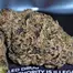 Patient Image of IPS PC T23 Permanent Chimera Medical Cannabis
