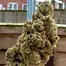 Patient Image of Grow® Pharma HJ T18 Herijuana Medical Cannabis