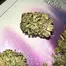 Patient Image of Tilray® T25 Master Kush Medical Cannabis