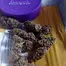 Patient Image of Mystery Mountain™ STN LHZ T29 Seatown Lemon Haze Medical Cannabis