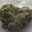 Patient Image of Tilray® T18 Master Kush Medical Cannabis