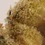 Patient Image of IPS PC T23 Permanent Chimera Medical Cannabis