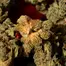 Patient Image of Upstate® BTR T24 Black Triangle Medical Cannabis
