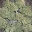 Patient Image of Grow® Pharma HJ T18 Herijuana Medical Cannabis