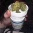 Patient Image of Aurora® PNK T24 Pink Kush Medical Cannabis