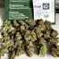 Patient Image of 4C Labs Core CCK T26 Cold Creek Kush Medical Cannabis