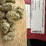 Patient Image of All Nations MDO T27 MAC Doughnut Medical Cannabis