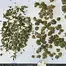 Patient Image of Upstate® FGS T18 Full Gas Medical Cannabis