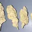 Patient Image of Curo® BCP T21-T22 Black Cherry Punch Medical Cannabis