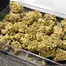 Patient Image of Tilray® T22 Headband Medical Cannabis