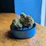 Patient Image of 4C Labs Core LMT T25 Lemonatti Medical Cannabis