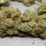Patient Image of Phant SGU Smalls T22 Strawberry Guava Medical Cannabis
