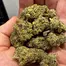 Patient Image of Cookies® C-CMI T26 Cereal Milk Medical Cannabis
