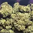 Patient Image of Tilray® T8:C8 Warlock Medical Cannabis