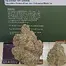 Patient Image of Headstone Cannabis LG T29 Lamb of God Medical Cannabis
