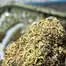 Patient Image of CannFX Mochi T28 Mochi Gelato Medical Cannabis