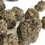 Patient Image of IPS PPP T28 Purple Push-Pop Medical Cannabis