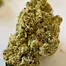 Patient Image of Greyscales PG T24 Pineapple Grape Medical Cannabis