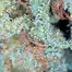 Patient Image of Tilray® T8:C8 Warlock Medical Cannabis