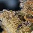 Patient Image of IPS SCP T21 Sherb Cream Pie Medical Cannabis