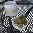 Patient Image of Khiron C14 God Bud CBD Medical Cannabis