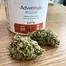 Patient Image of Adven® EMT-3 T20 Glory Glue Medical Cannabis