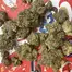 Patient Image of Wellford Aero PAM T24 Baby Pam Medical Cannabis