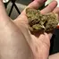 Patient Image of 4C Labs MSN T31 Morning Sun Medical Cannabis
