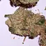Patient Image of MedCan Isando TS T19 Tokoloshe Sherbet Medical Cannabis