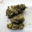 Patient Image of Grow® Pharma HJ T16 Herijuana Medical Cannabis